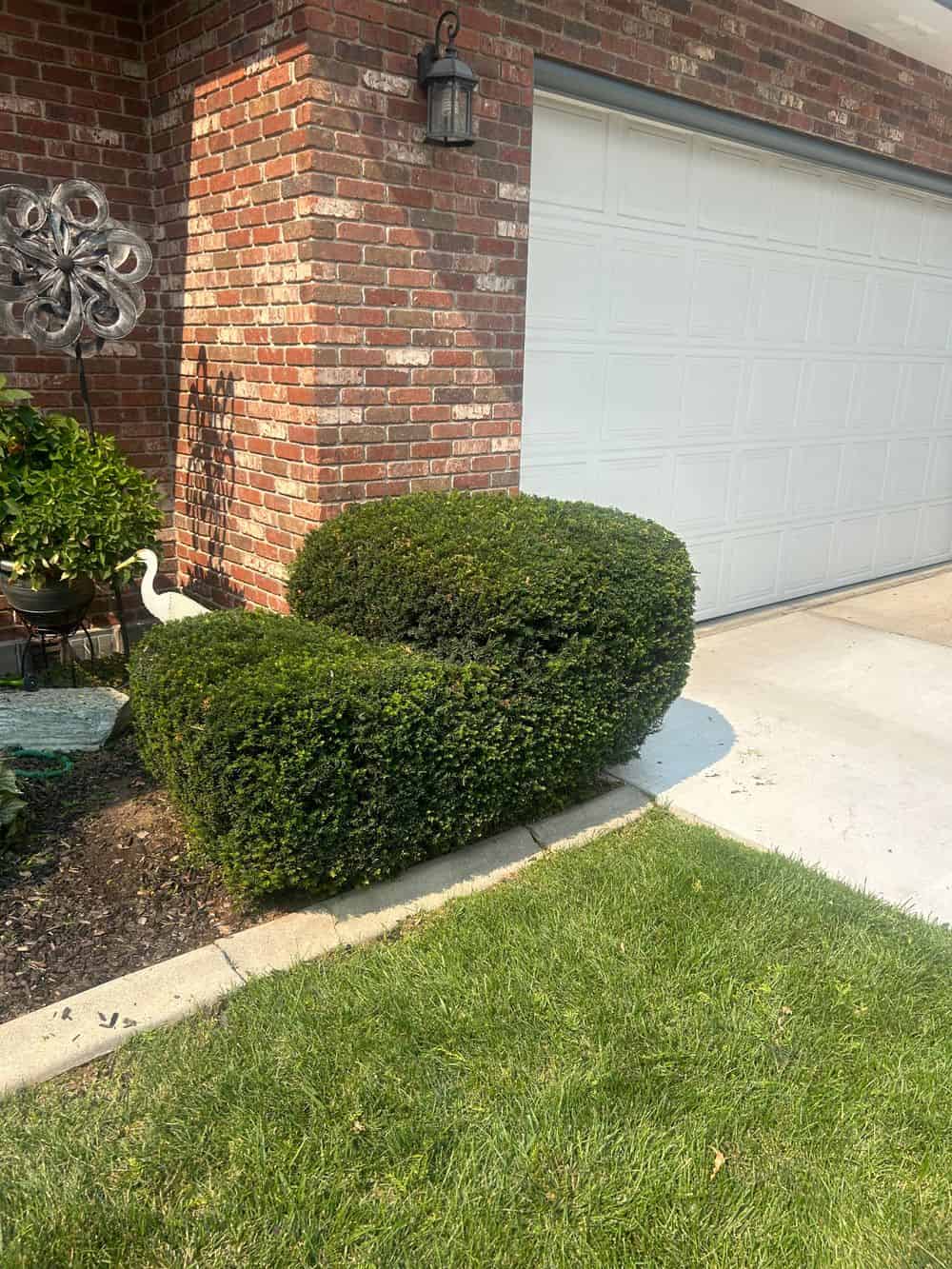 Hedge Trimming image